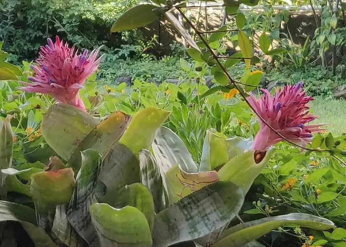 Dimora Degli Ulivi Отель типа 